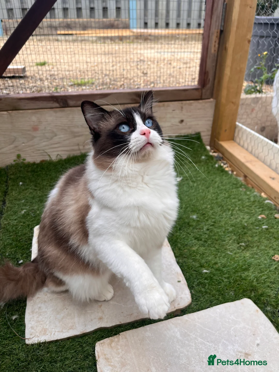 Ragdoll cats for sale: Active Young Stud boy GccF & TICA Ragdoll - Advert 4