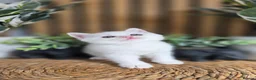 British Shorthair cats for sale: Adorable British kittens - Advert 6