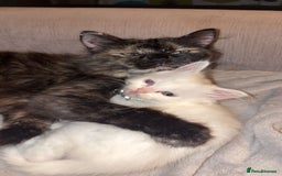 Ragdoll cats for sale: Rag doll mix female. - Image 4