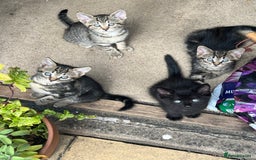 Domestic Shorthair cats for sale: 🐾 Kittens Looking for Loving Homes 🐾 - Image 5