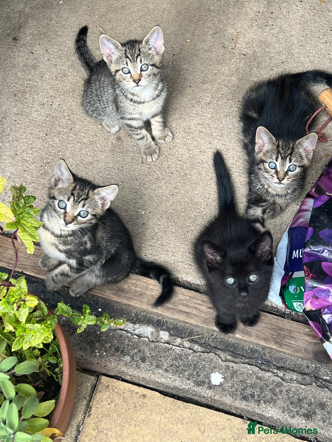 Domestic Shorthair cats for sale: 🐾 Kittens Looking for Loving Homes 🐾 - Image 5