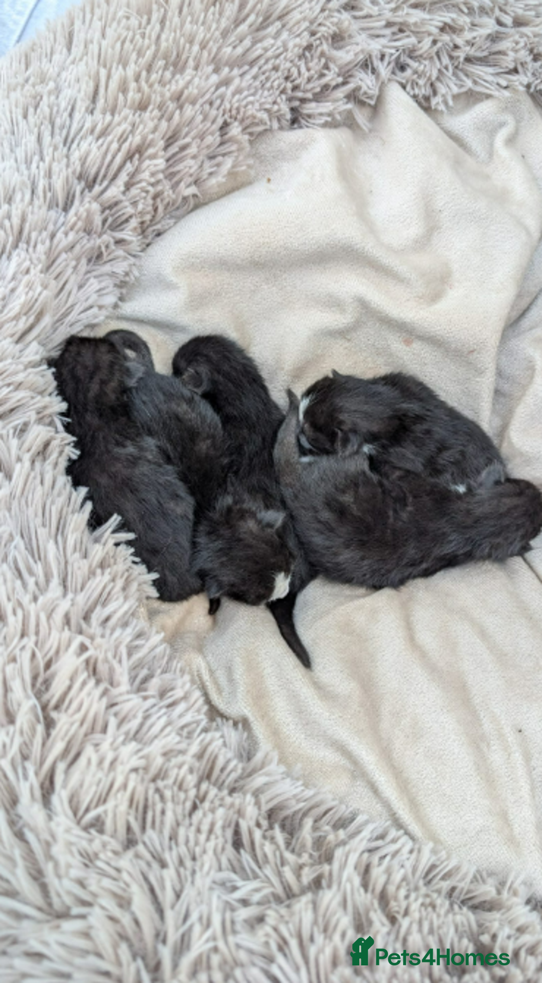 Domestic Shorthair cats for sale: 6 black and white Semi-Domestic kittens - Image 9