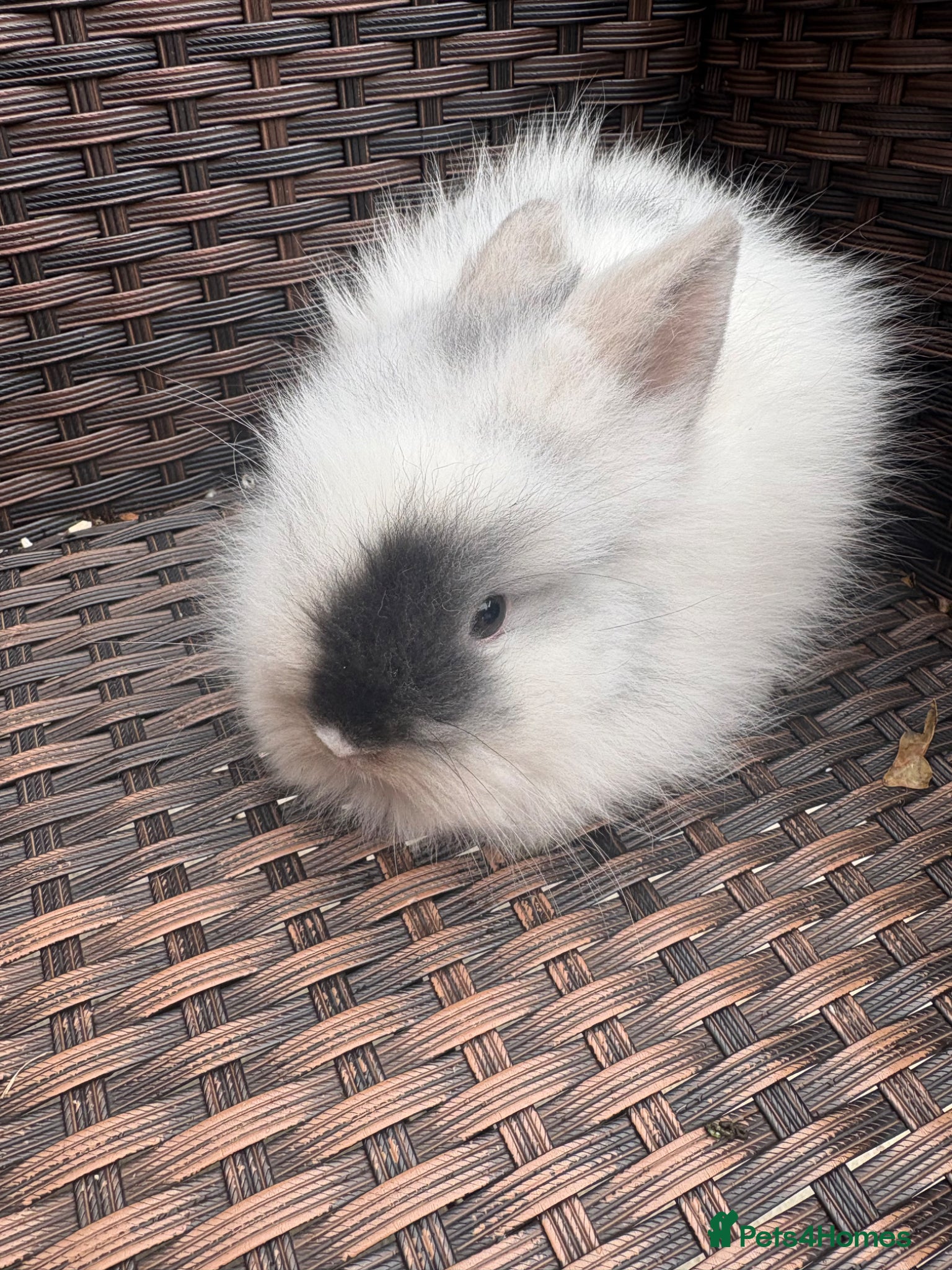Lionhead rabbits Lionhead rabbits  - Advert 2