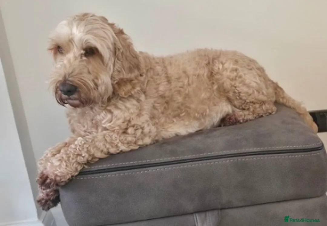 Cockapoo dogs for sale: Adorable cockerpoo puppies ready soon in Bristol - Advert 2