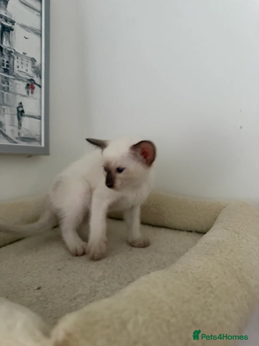 Siamese cats for sale: 3 adorable Siamese kittens 😻 - Advert 15