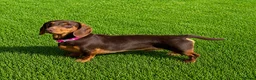 Miniature Dachshund dogs for stud: KC REG STUD, free ovulation test with fee  - Advert 2