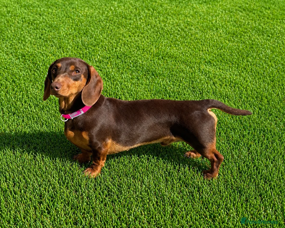 Miniature Dachshund dogs for stud: KC REG STUD, free ovulation test with fee  - Advert 2
