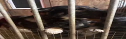 German Shepherd dogs for sale: Gorgeous German shepherd puppies  in Barnsley - Advert 5