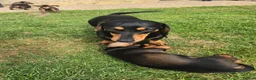 Miniature Dachshund dogs for sale: £1250 **Ready now** Mini dachshund puppies - Advert 7
