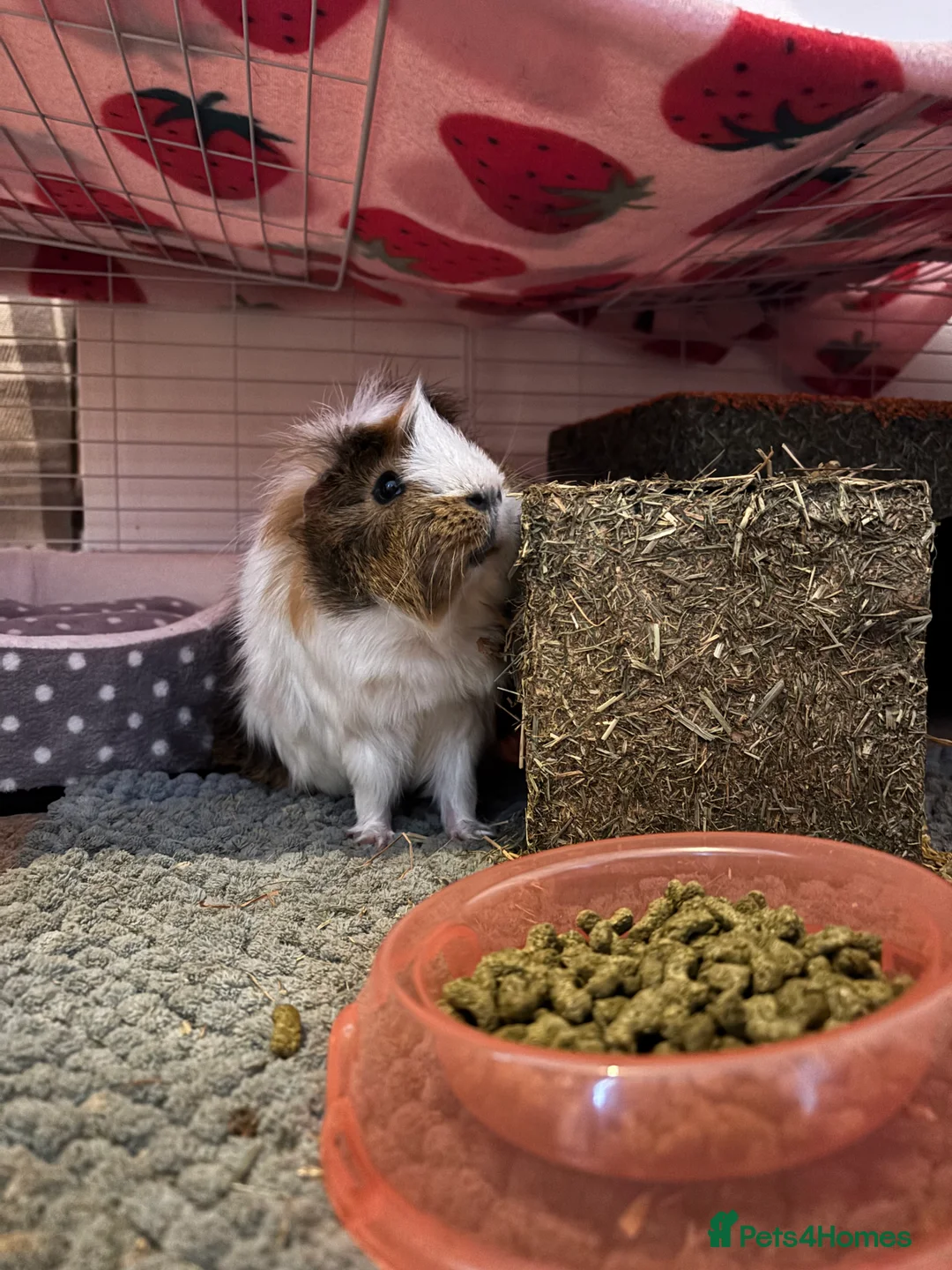 Guinea Pig rodents for sale: 2 boy guinea pigs for sale  - Advert 2