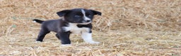 Border Collie dogs for sale: Beautiful Collie Pups Now Ready! only 3 boys left - Advert 11