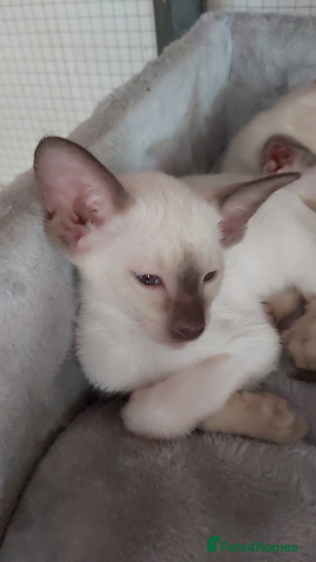 Oriental cats for sale: Full Pedigree Oriental 6 Kittens XL size ears GCCF - Image 7
