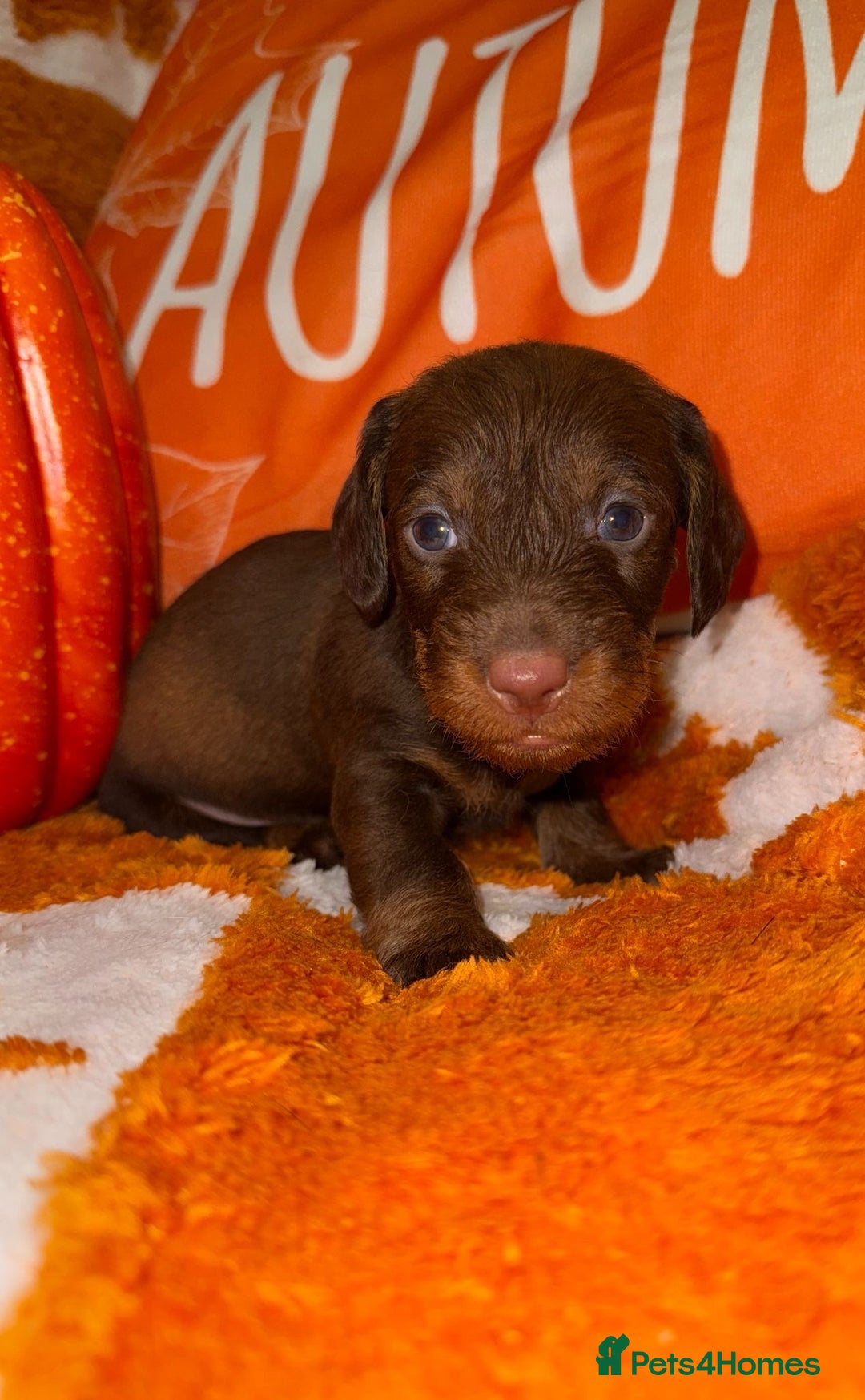 Dachshund dogs for sale: 🩷💙Stunning KC Wire haired Dachshunds🩷💙 - Image 26