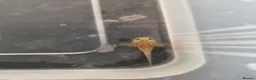 Axolotl reptiles for sale: Axolotl babies - Advert 4