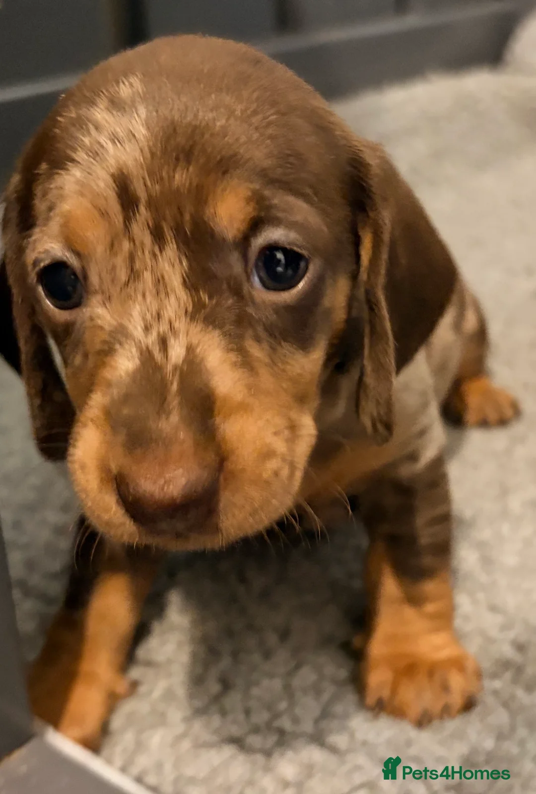 Miniature Dachshund dogs for sale: Outstanding miniature dapple dachshund puppies - Advert 36