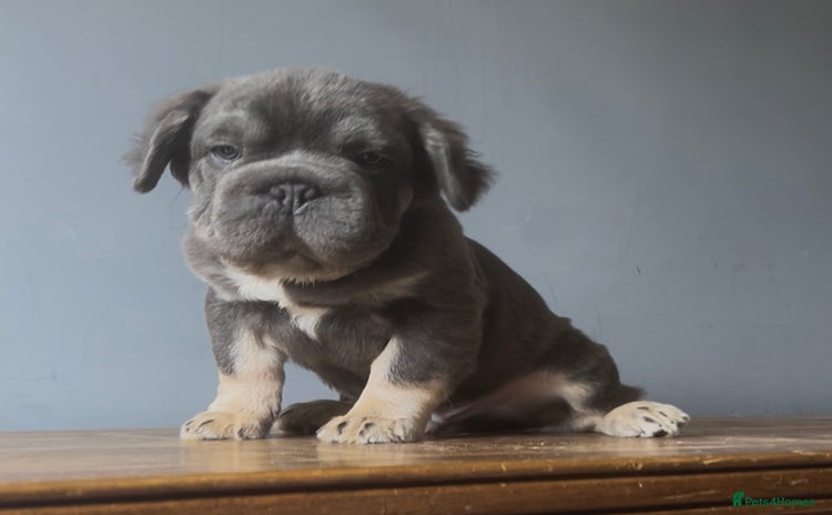 French Bulldog dogs - Advert 4