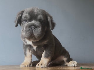 French Bulldog dogs - Advert 6