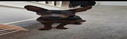 Chinese Red Dog dogs for sale: Chinese red dog for sell - Advert 5