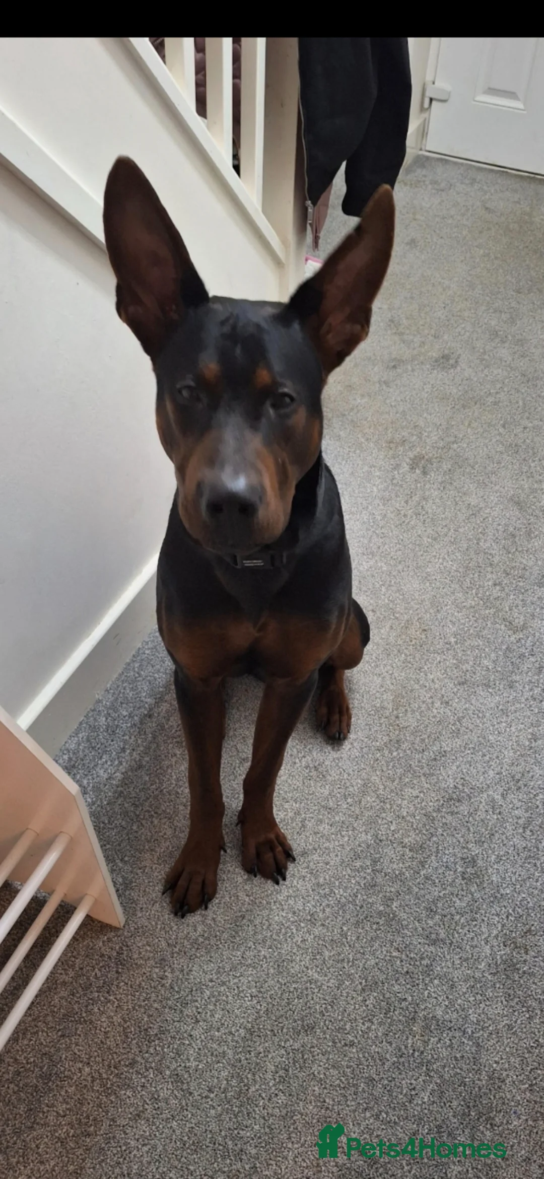 Chinese Red Dog dogs for sale: Chinese red dog for sell - Advert 5