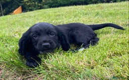 Cocker Spaniel dogs for sale: Cocker Spaniel Puppies - Image 10