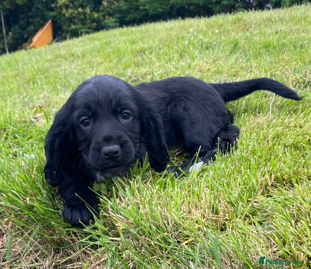 Cocker Spaniel dogs for sale: Cocker Spaniel Puppies - Image 10