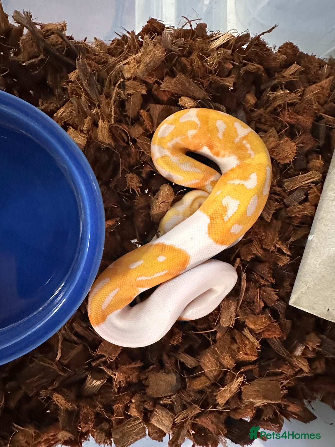 Python Snake reptiles for sale: Albino Lavender Pied ‘Dreamsicle’ Ball Pythons - Advert 8