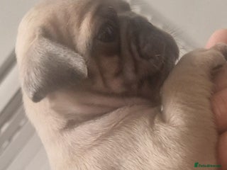 Pug dogs RARE Pug puppies - Advert 10