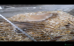 Gerbil rodents for sale: 3 gerbils +cage +supplies for sale  - Advert 6