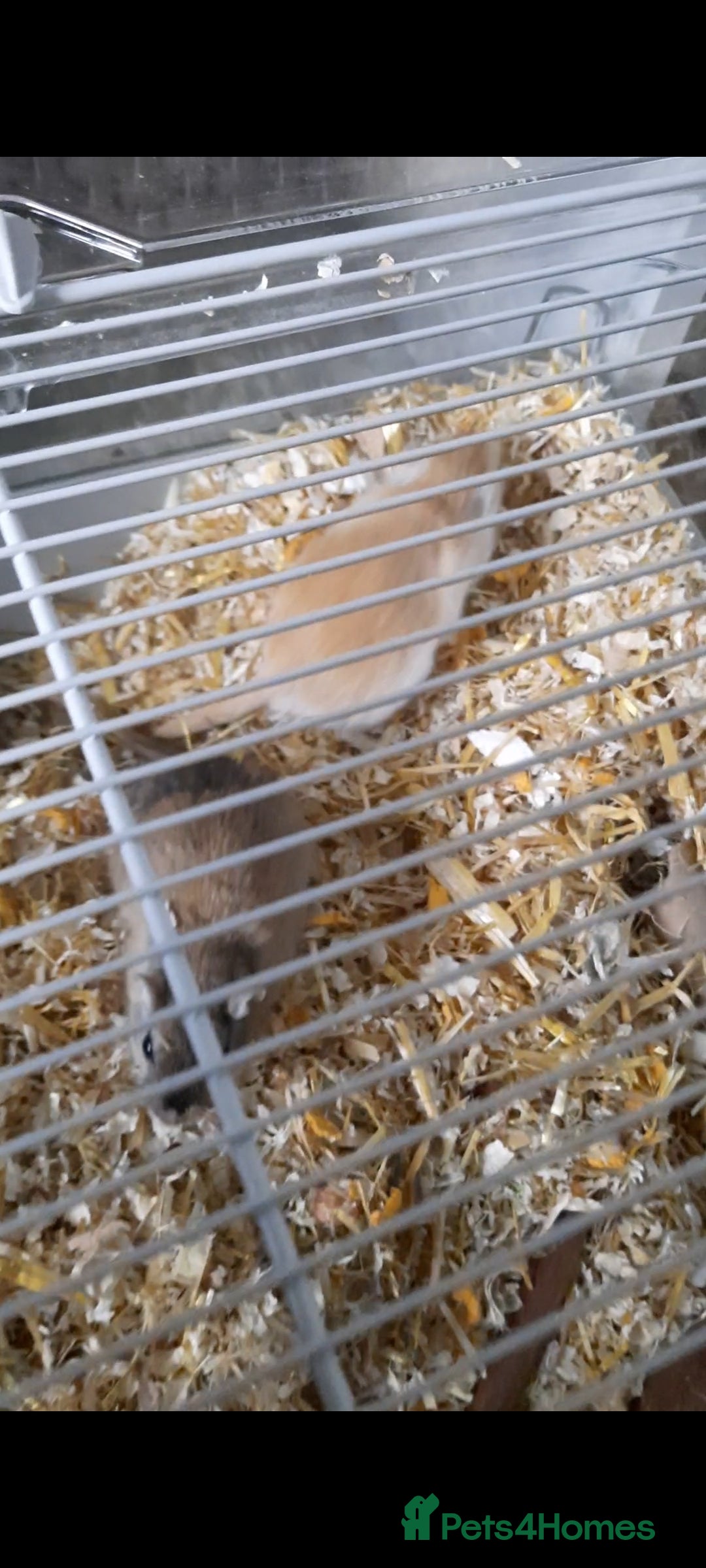 Gerbil rodents for sale: 3 gerbils +cage +supplies for sale  - Advert 6