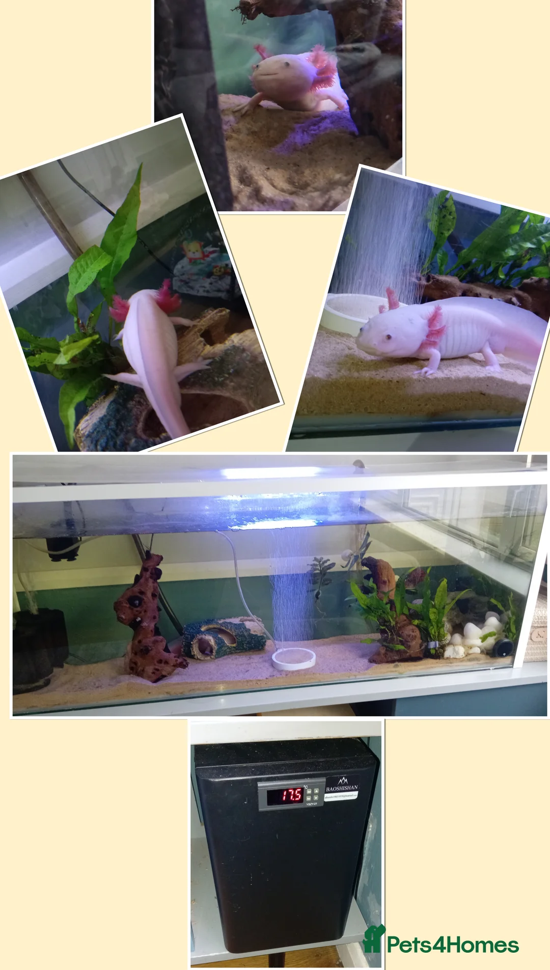 Axolotl reptiles for sale: Pink axolotl age 5 full set up cooler, filters in Alton - Advert 1