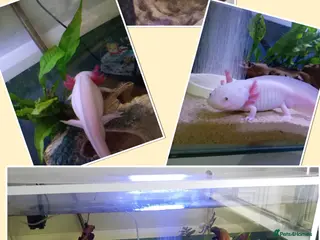 Axolotl reptiles Pink axolotl age 5 full set up cooler, filters in Alton - Advert 3