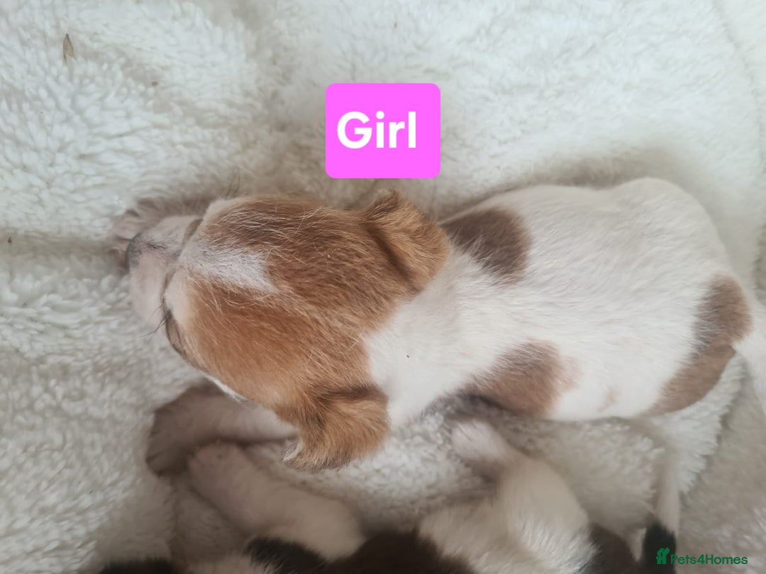 Jack Russell dogs for sale: Jack Russell Puppies | Rough coated | 2 Pups left - Image 11