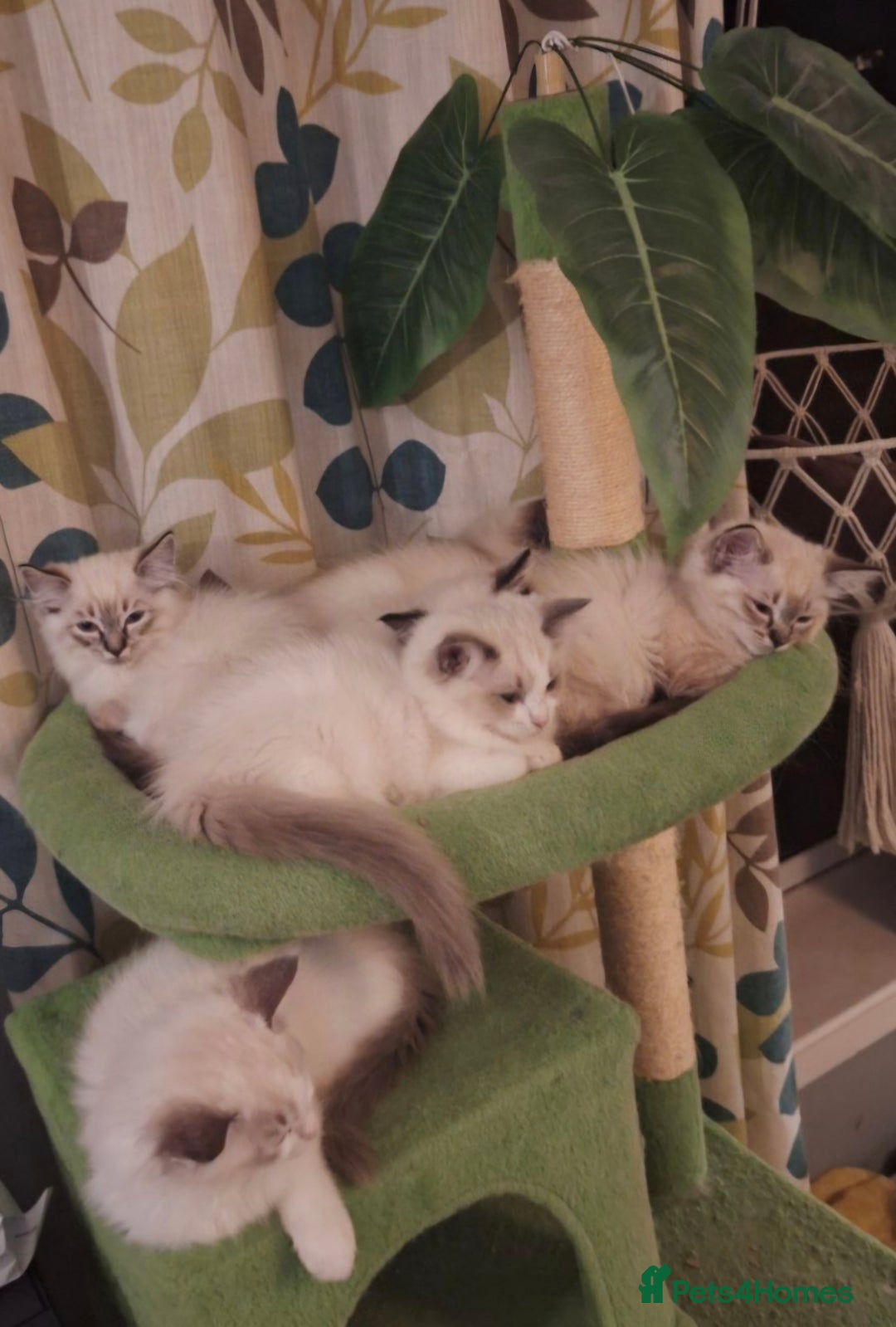 Ragdoll cats for sale: GCCF Gorgeous Pure Pedigree Ragdoll Kittens - Image 22