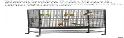 Ringnecks birds for sale: Hand reared Baby indian ring neck parrot in Dudley - Advert 4