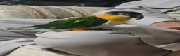 Parrots birds for sale: Black headed caique  - Advert 4