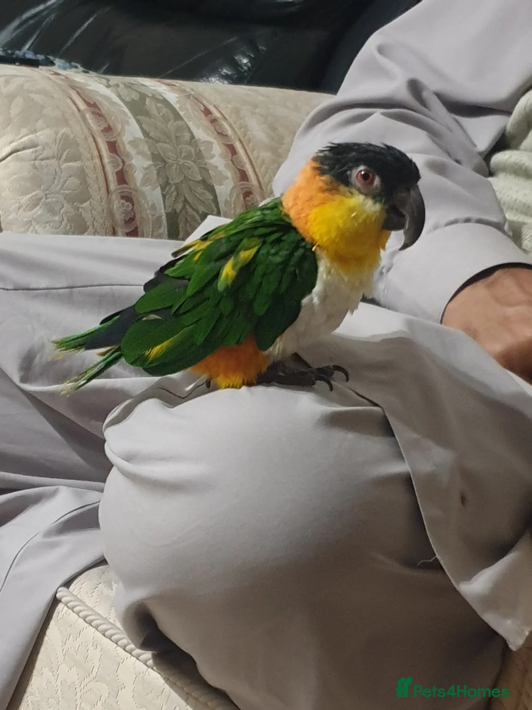 Parrots birds for sale: Black headed caique  - Advert 4