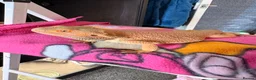 Bearded Dragon reptiles for sale: Citrus male bearded dragon - Advert 2