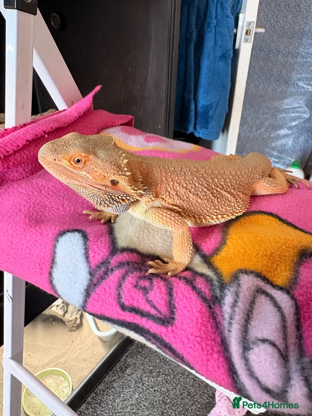 Bearded Dragon reptiles for sale: Citrus male bearded dragon - Advert 2