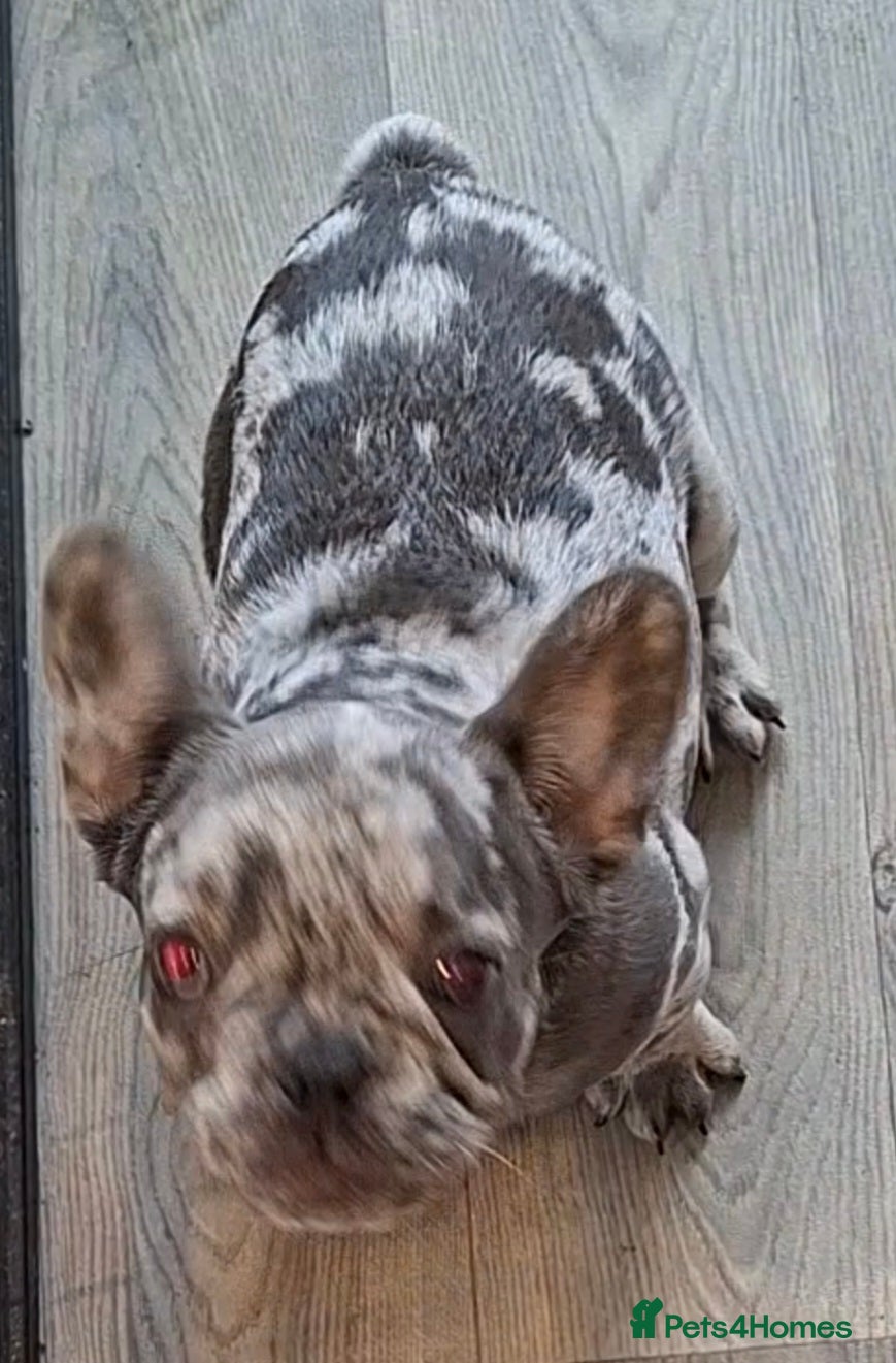 French Bulldog dogs ❣️REDUCED❣️Stunning Quality French Bulldog Puppies - Advert 2