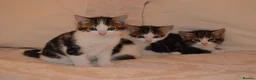 Mixed Breed cats for sale: 4 Beautiful Gentle Kittens for Sale - Advert 2