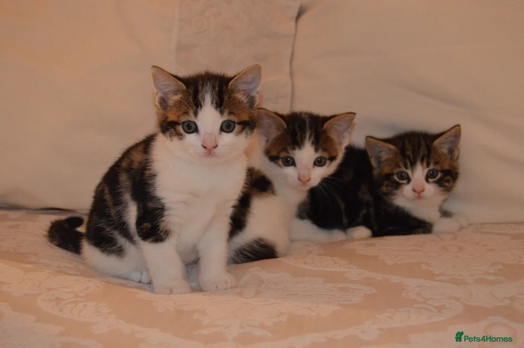 Mixed Breed cats for sale: 4 Beautiful Gentle Kittens for Sale - Advert 2