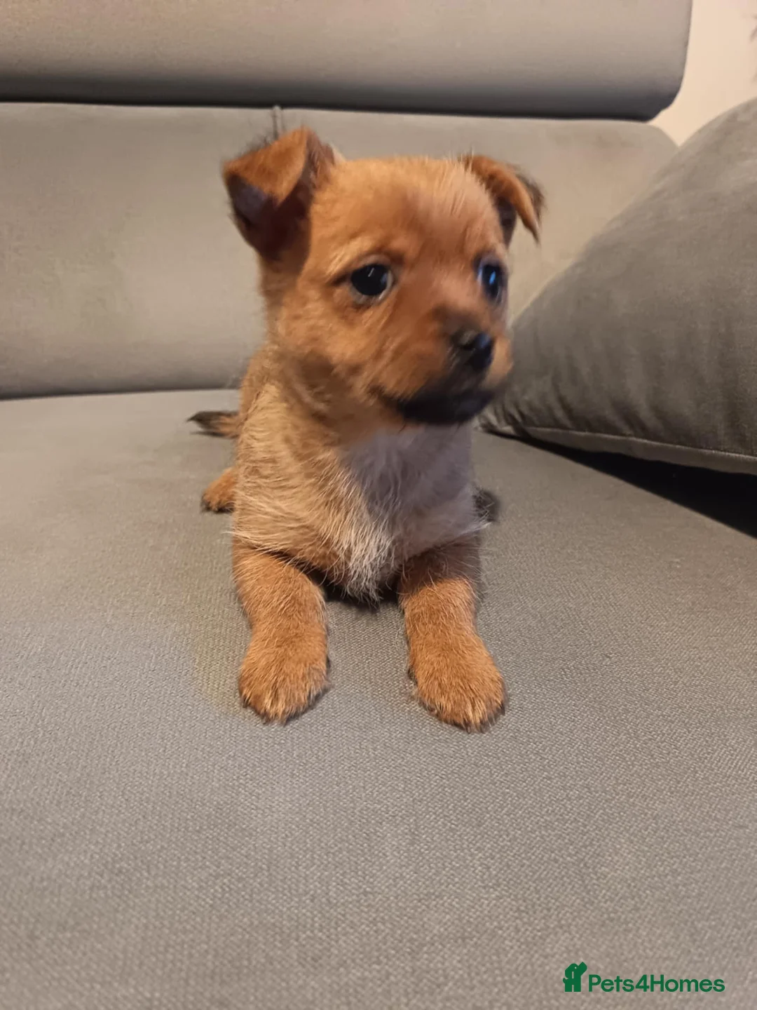 Mixed Breed dogs for sale: 3 Mixed breed puppies  - Advert 13