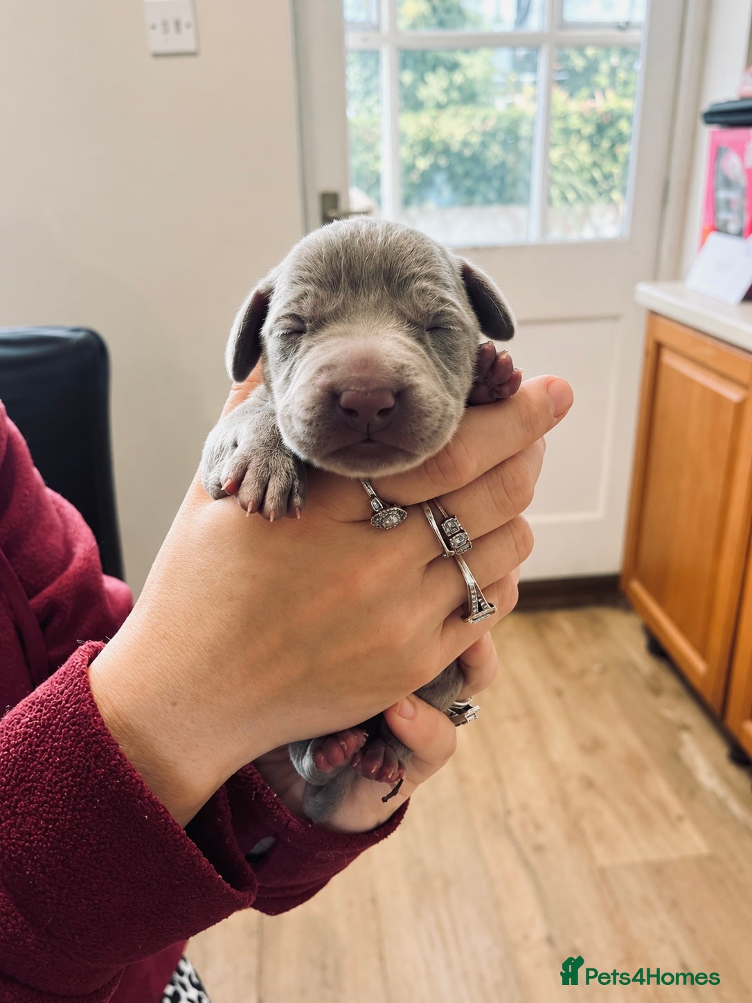 Weimaraner dogs for sale: 🐾 Beautiful Weimaraner puppies 🐾 - Advert 2