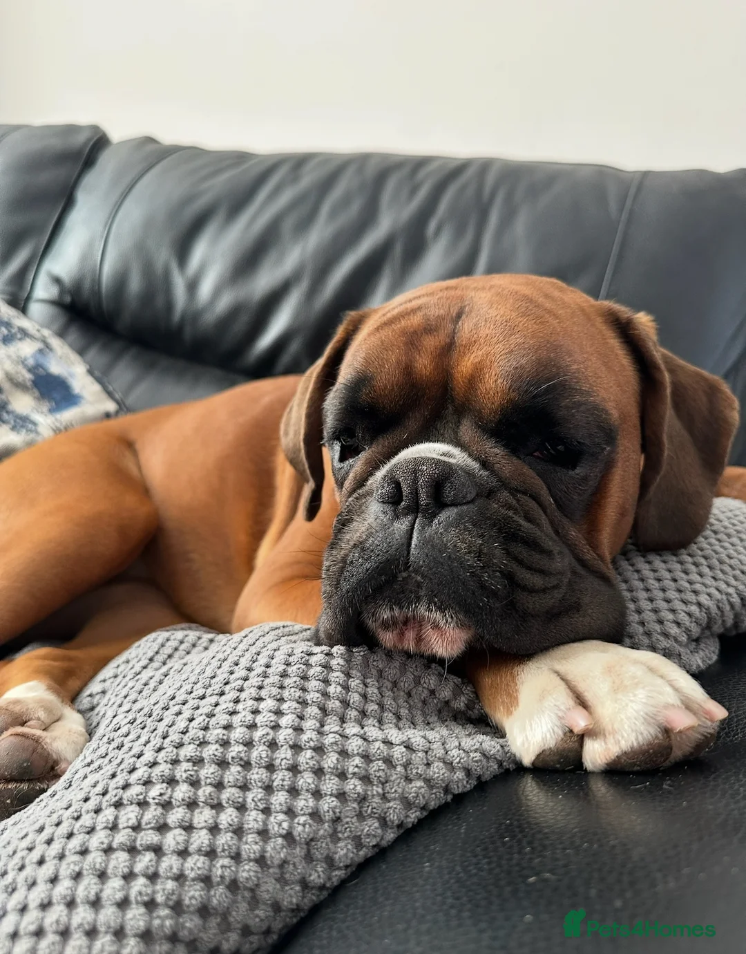 Boxer dogs for sale: Bouncy boxer beau  in Runcorn - Advert 1
