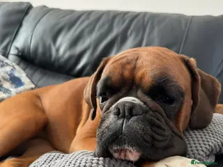 Boxer dogs Bouncy boxer beau - Advert 2