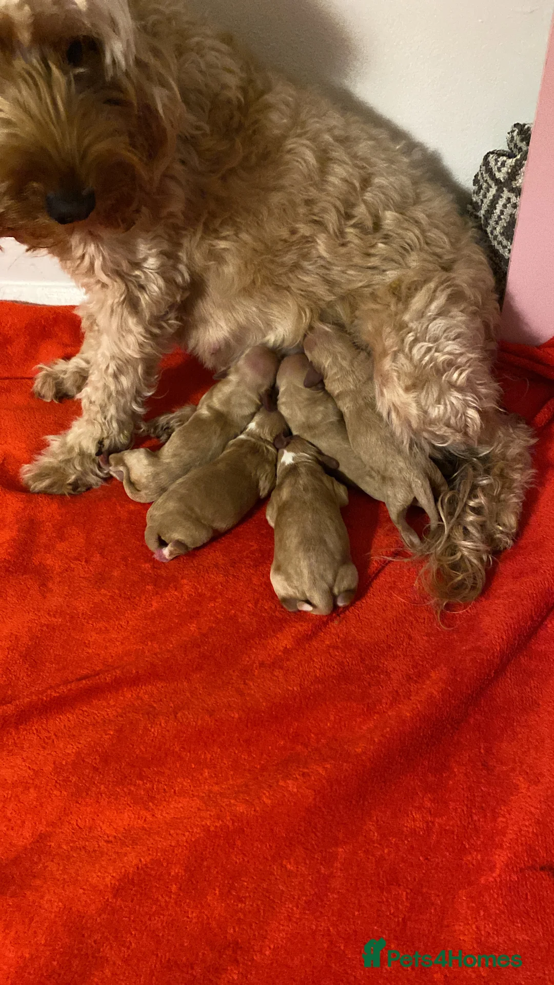 Cockapoo dogs for sale: Beautiful Home-Raised Cockapoo Pups in Worthing - Advert 2