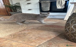 British Shorthair cats for sale: Beautiful lilac British shorthair male  - Image 6