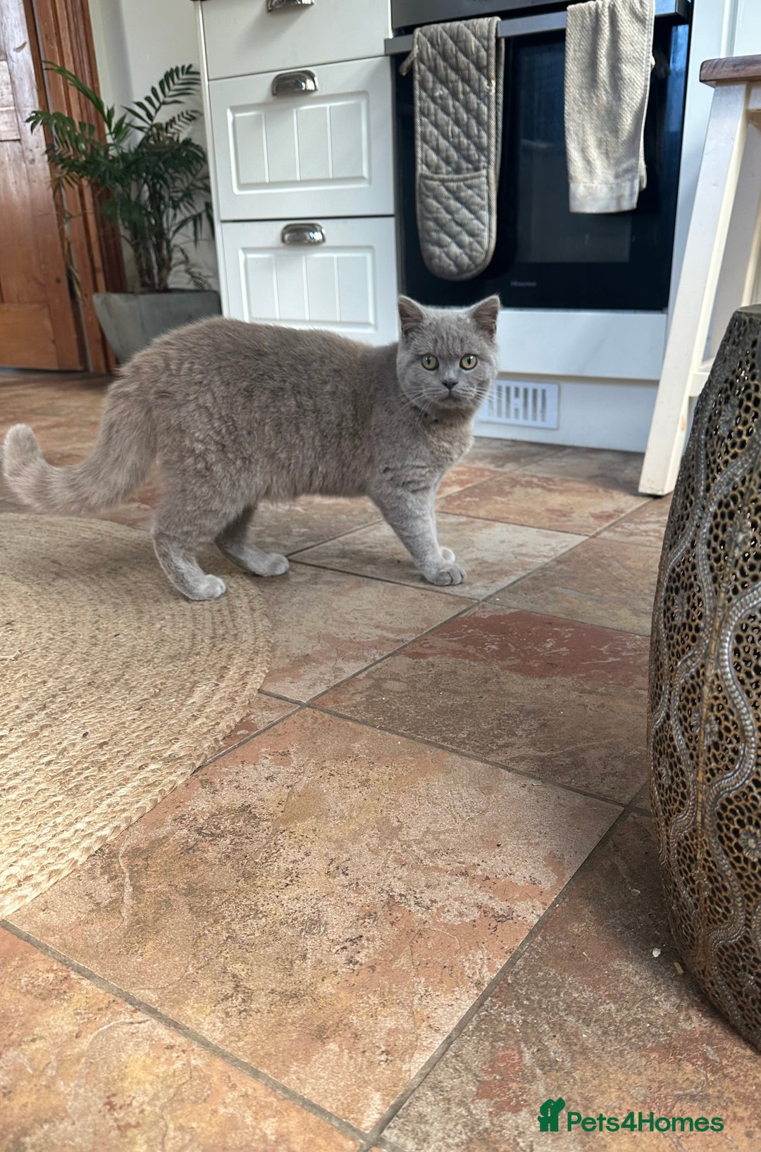 British Shorthair cats for sale: Beautiful lilac British shorthair male  - Image 6