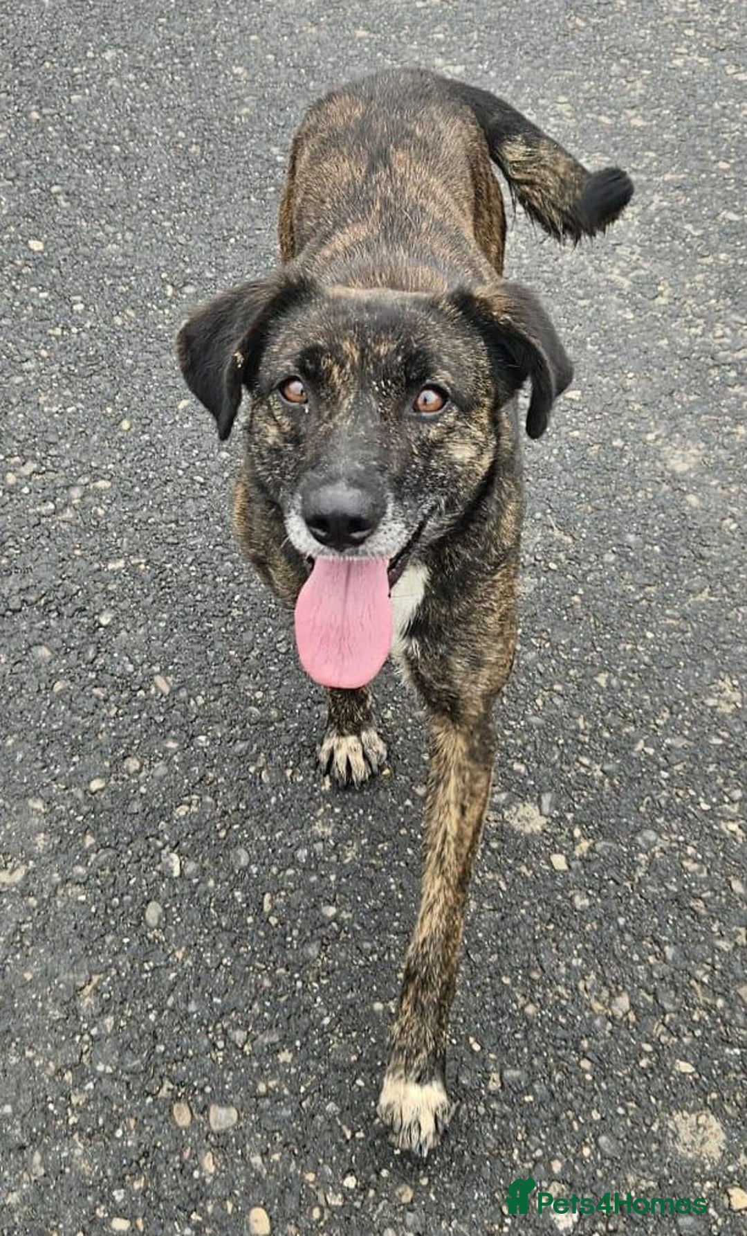 Mixed Breed dogs for adoption: LOLA – Gentle Soul, Bright Eyes & Pure Devotion🤍 - Advert 13