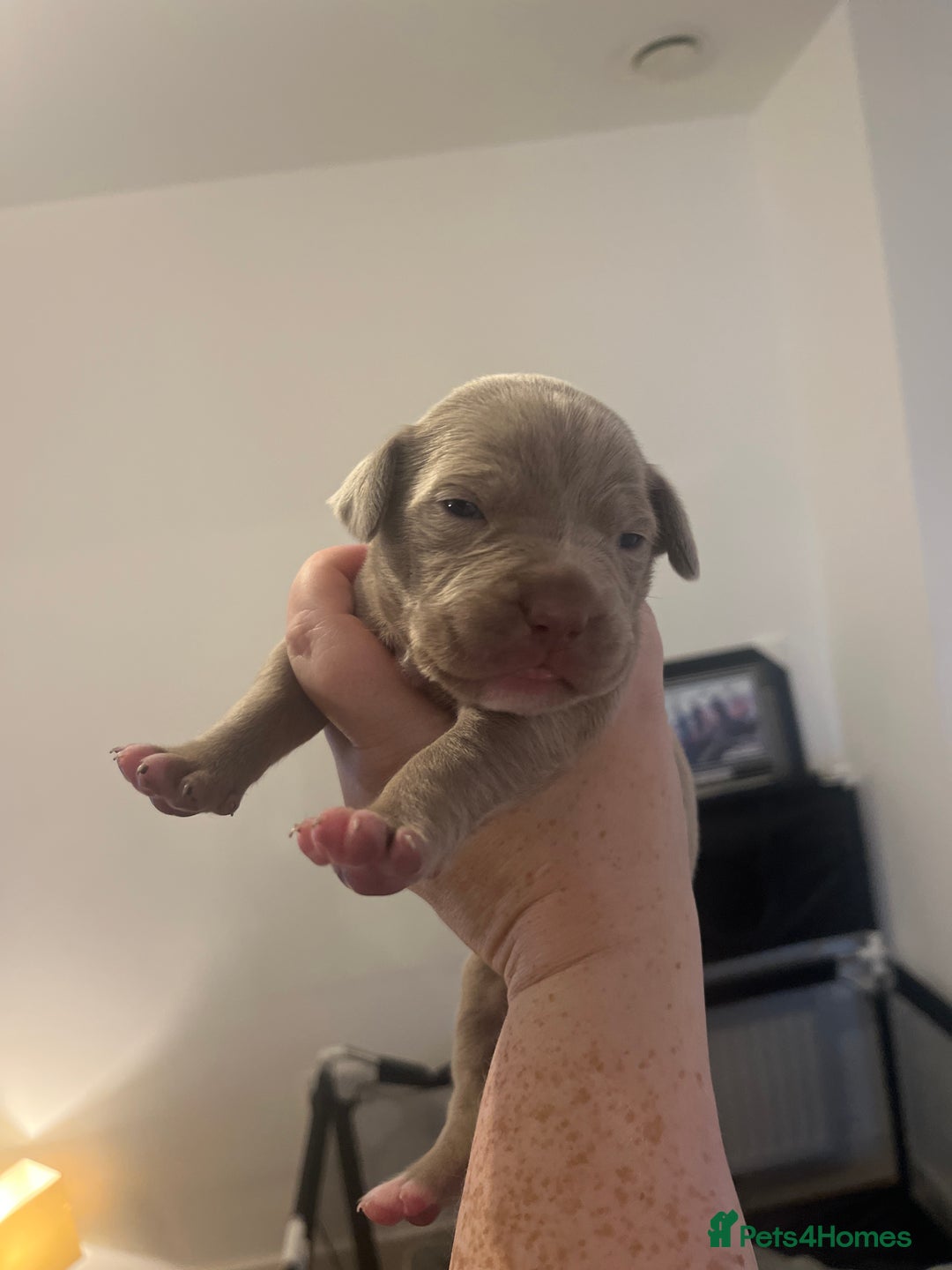 Mixed Breed dogs for sale: Cane corso x staff - Image 9